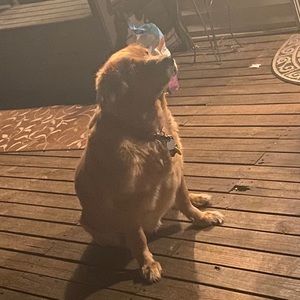 Meet your Posher, Brook